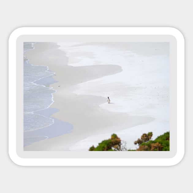 LONE PENGUIN ON SANDY BEACH Sticker by NATURE WILD